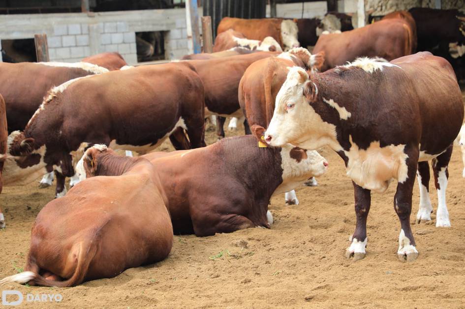 Узбекистан арендует землю в Беларуси для выращивания коров